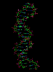DNA_STR.gif